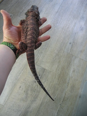 Bartagame Red Monster het Hypo Bock - handzahm - adult - 280 Gramm Bild 4