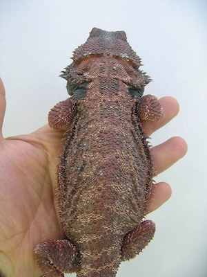 Bartagame Red Monster het Hypo Bock - handzahm - adult - 280 Gramm Bild 3