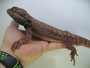 Bartagame Red Monster het Hypo Bock - handzahm - adult - 280 Gramm Bild 2