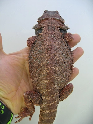 Bartagame Red Monster het Hypo Bock - handzahm - adult - 280 Gramm Bild 8