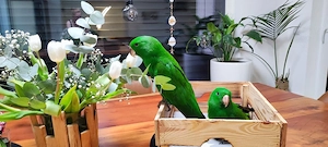 Neuguinea Edelpapageien 