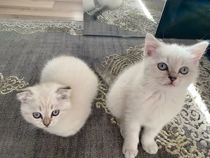 Wunderschöne BKH Kitten (nur noch 3 zuckersüße Kitten da)