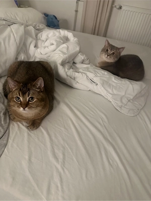 Britisch Kurzhaar Kater