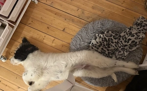 Rangy sucht geduldige Begleiter: Ein vorsichtiger Welpe auf dem Weg ins Glück