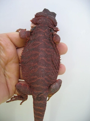 Bartagame Red Monster Leatherback het Hypo Nachzucht Nr.6 - dunkel rot - Bock handzahm 