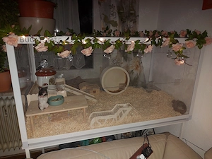 Hamsterdame mit großem Käfig 120x60x60 