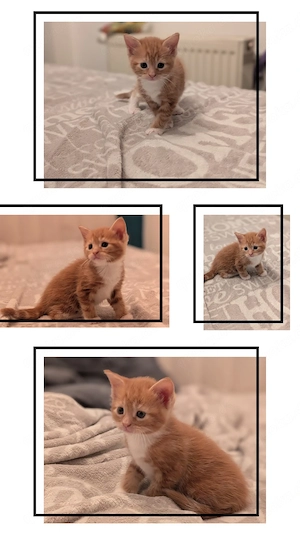 2 EHK-MaineCoon Mixe suchen Familienanschluss 