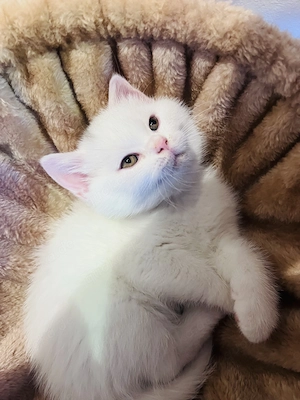 Britisch Kurzhaar Kitten 