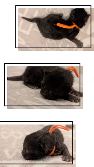 Ragdoll -MaineCoon Mixe und BKH- 75% MaineCoon Mixe suchen ein Zuhause