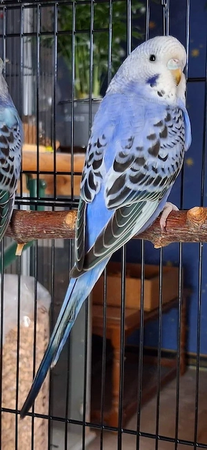 Zwei junge Wellensittiche Hennen sind abgabereit