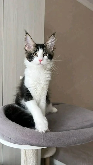 Wunderschöne Kätzchen zu verkaufen   Alle geimpft   