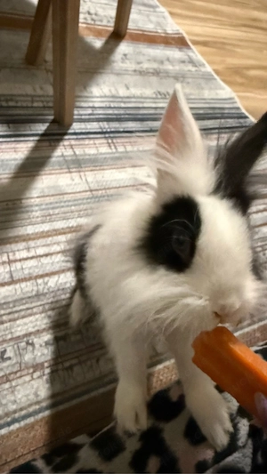 Löwenkopfkaninchen Bild 3
