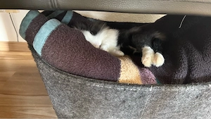 Löwenkopfkaninchen Bild 2