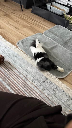 Löwenkopfkaninchen Bild 5