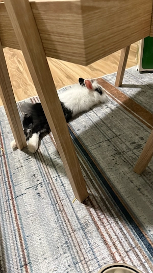 Löwenkopfkaninchen Bild 4