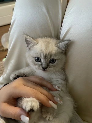 BKH kitten britsch kurzer