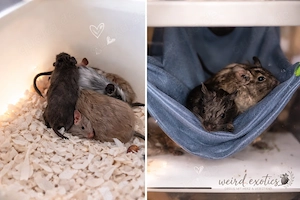 Degu Babies geb. 20.02.26 aus Hobbyzucht - jetzt abgabebereit