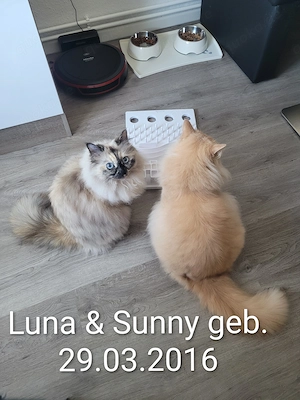 Birmamix Geschwisterpärchen 10 Jahre 