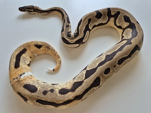 Orange Dream Piebald 0,1 Königspython
