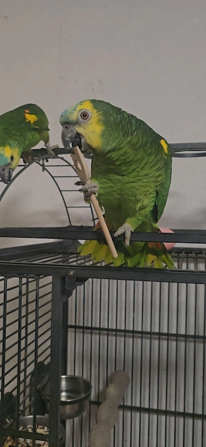 Parr Amazonen Papageien 