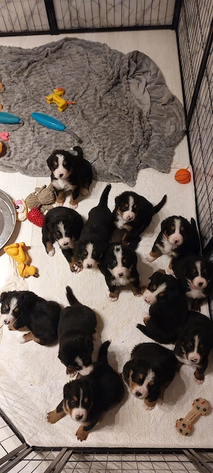 Berna Sennen Welpen - Hobbyzucht