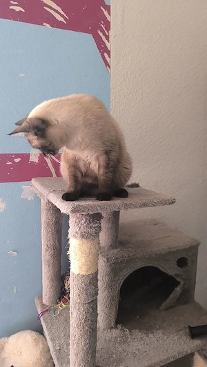 britische kurz har katze