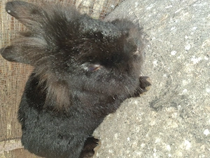 Löwenköpfchen und eine große Häsin