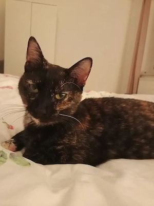 Katze in gute Hände 