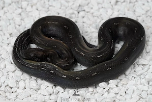 1.0 IMG Leopard ENZ von 06 2025