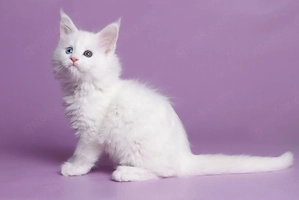 14 Wochen alte Maine-Coon-Kätzchen..