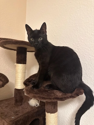 Europäische Kurzhaar Kater