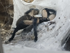 Monocentropus balfouri adult (blaue Jemen-Vogelspinne)