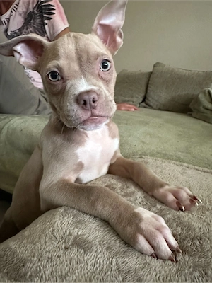 Wunderschöne American Pocket Bully Hündin  Bild 5