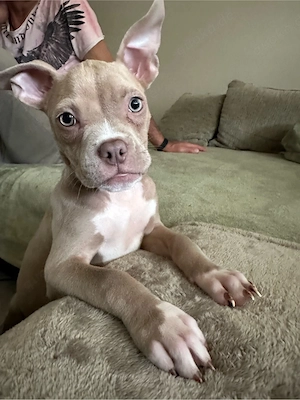 American Pocket Bully Hündin 