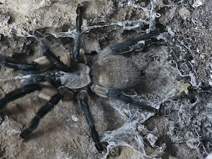 Monocentropus balfouri adult (blaue Jemen-Vogelspinne) 