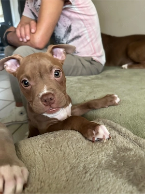 American Pocket Bully Rüde 