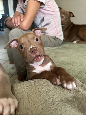 American Pocket Bully Rüde 