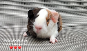 Glatthaar Meerschweinchen * Q-antensprung * vom Kräutergarten    