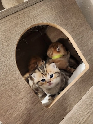 Noch 3 Wunderschöne Einzigartige BKH kitten  Bild 9