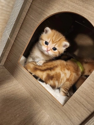 Noch 3 Wunderschöne Einzigartige BKH kitten  Bild 10