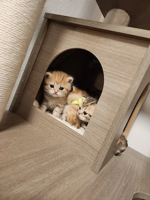 Noch 3 Wunderschöne Einzigartige BKH kitten  Bild 6
