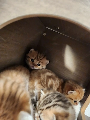 Noch 3 Wunderschöne Einzigartige BKH kitten  Bild 5