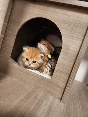Noch 3 Wunderschöne Einzigartige BKH kitten  Bild 8