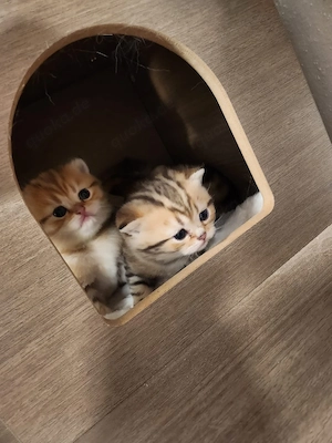 Noch 3 Wunderschöne Einzigartige BKH kitten  Bild 7