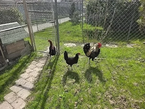    Bruteier von Denizli-Horozu zu verkaufen   