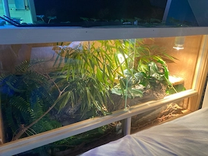 3er Gruppe Fünfstreifen skinks mit Terrarium 