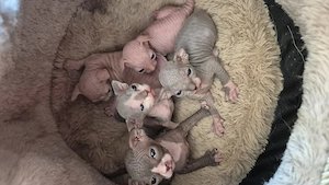 Sphynx kitten 