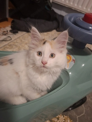 Katze 2 Monate alt Sehr Süß