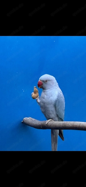 Halsbandsittich Jungtier 