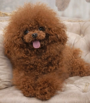  Deckrüde toypudel asiatisch genetisch getestet